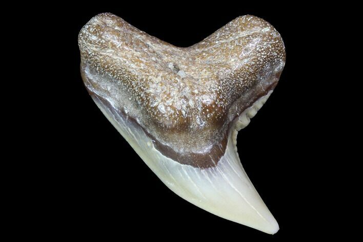 Colorful Fossil Tiger Shark (Galeocerdo) Tooth - Virginia #87910